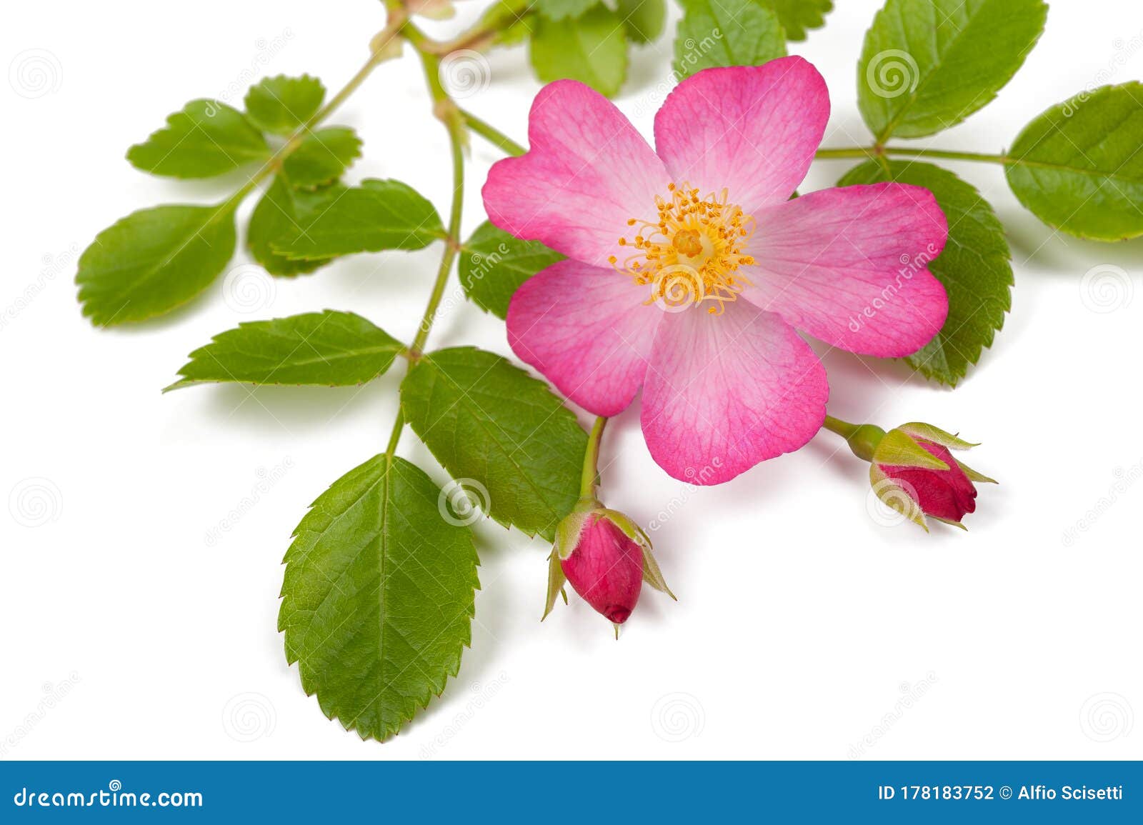Dog roses stock photo. Image of white, petal, color 178183752