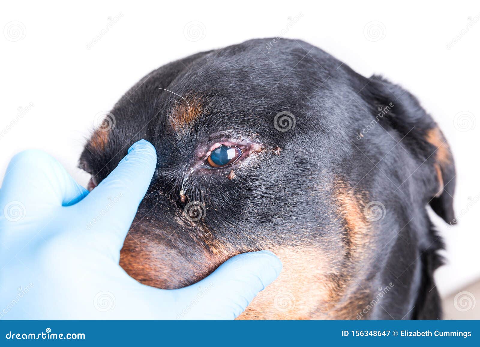 Sick Unhappy Dog with Swollen Red Eyes Stock Image Image of discharge, 156348647
