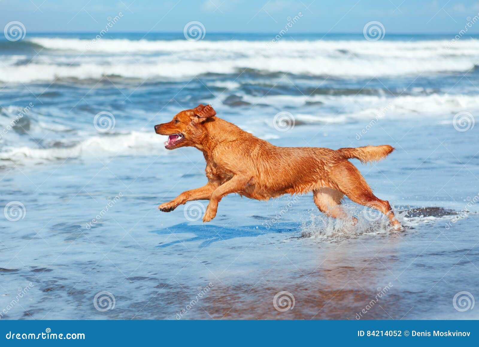dog run by sand beach along sea surf