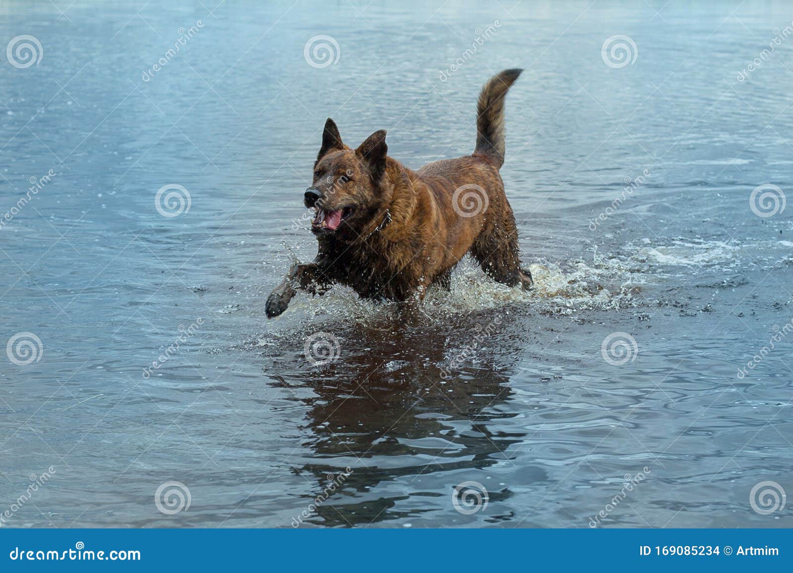 Dog Run in the Water. Dog after Swim in Sea Stock Photo Image of