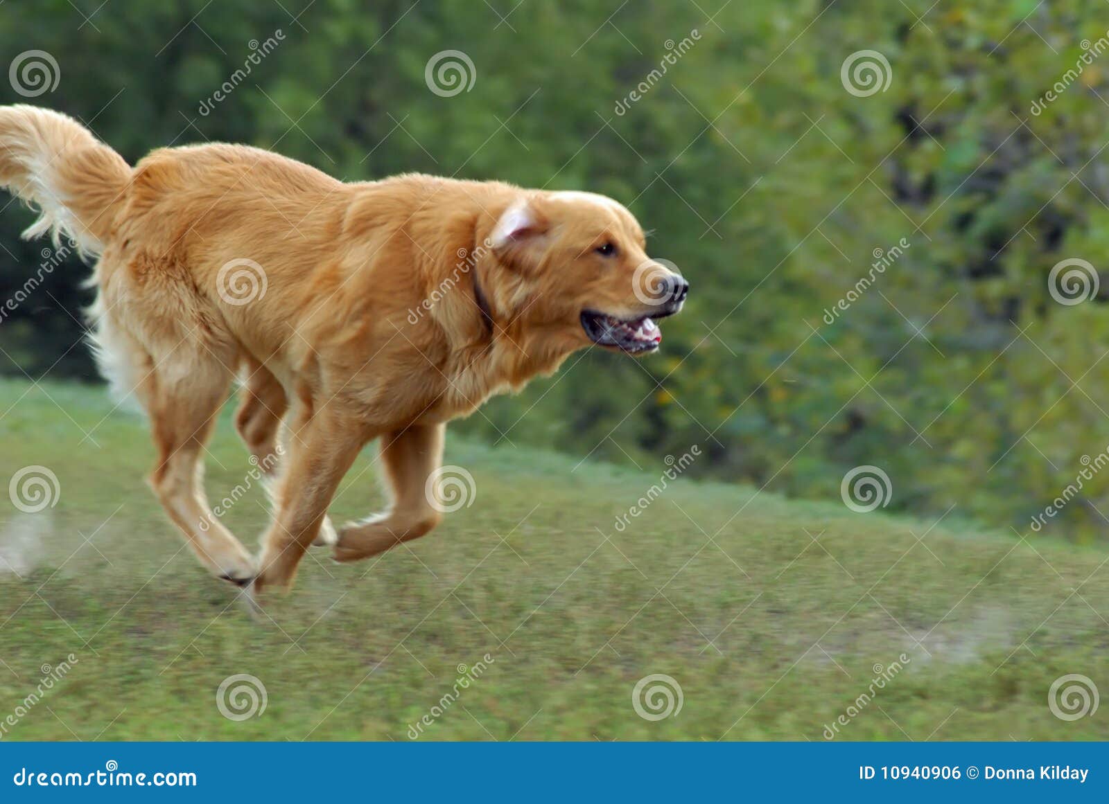 Dog Running stock photo. Image of motion, green, hill 10940906