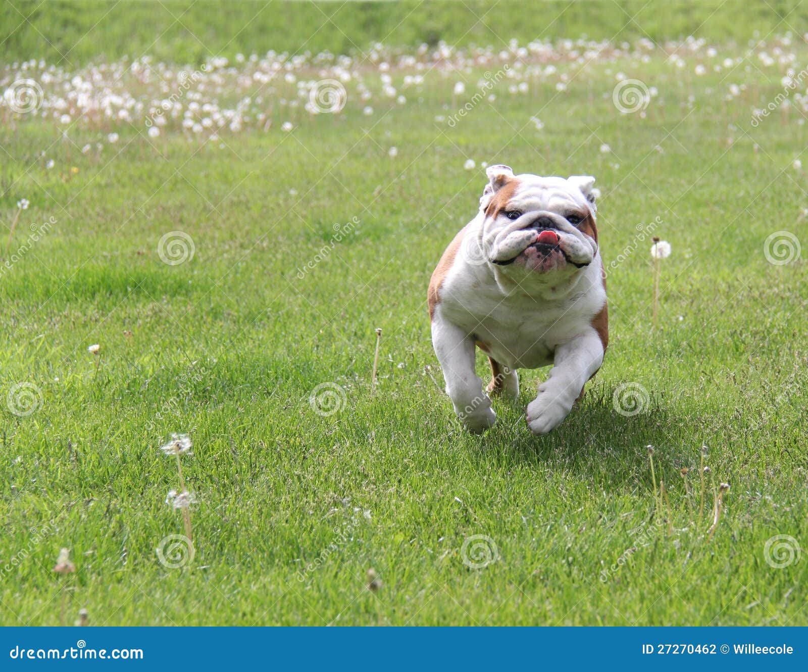 Dog running stock photo. Image of canine, pedigree, english 27270462