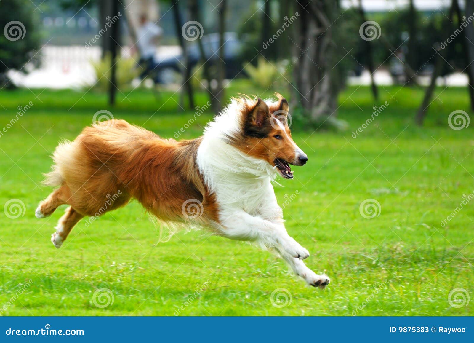 Dog running stock image. Image of pure, hair, robust, puppy 9875383