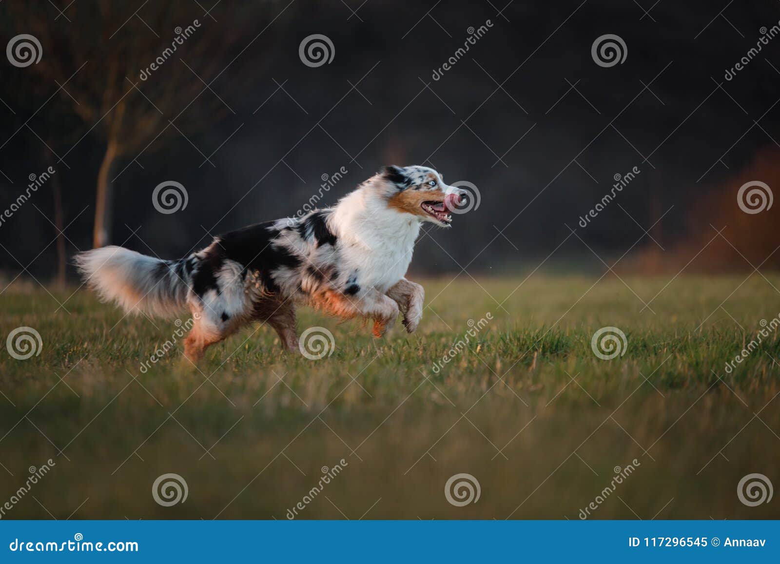 the dog is running around the field, on the nature at sunset.