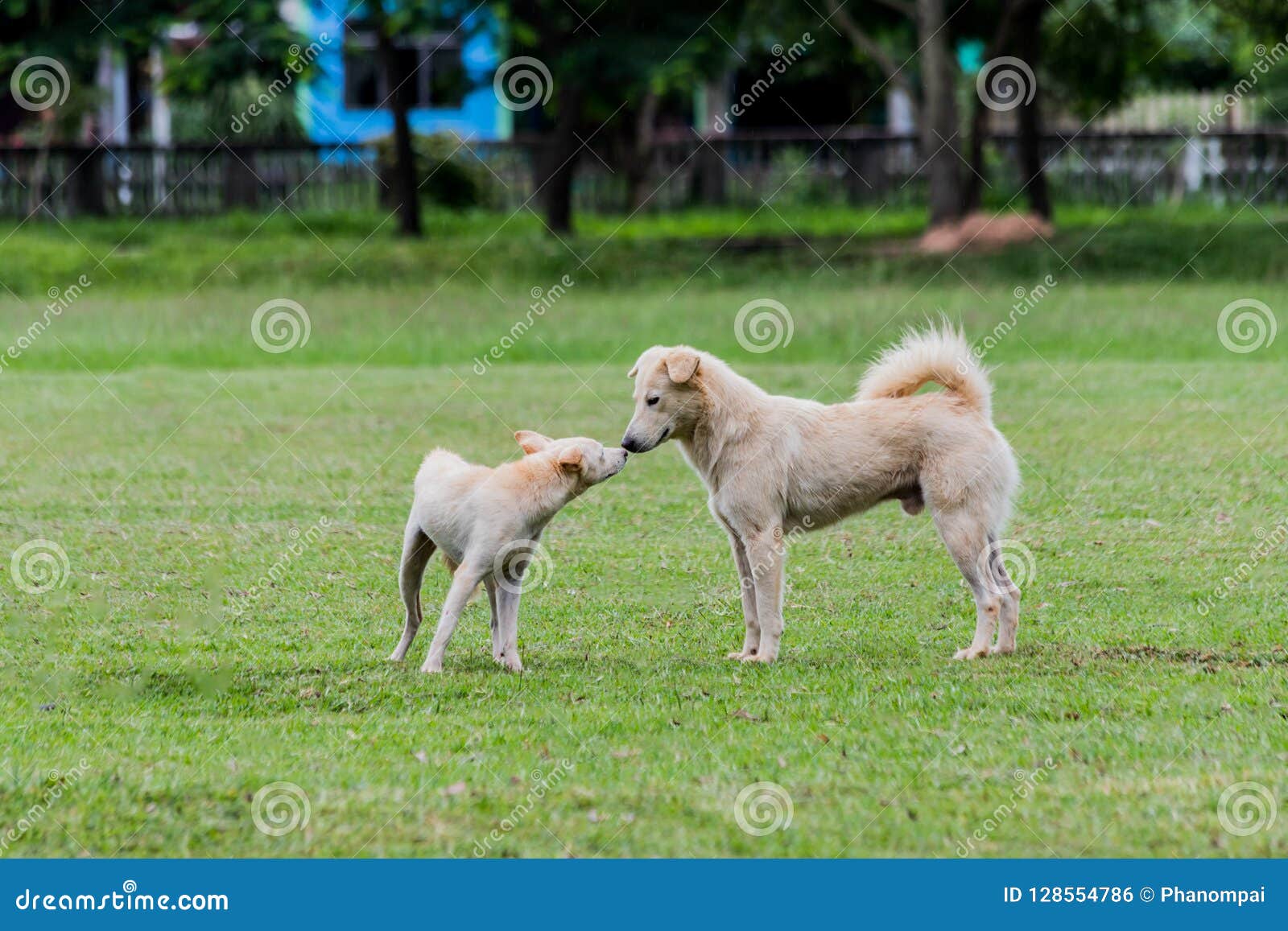 Dog Running Around on a Green Lawn. Stock Photo Image of brown