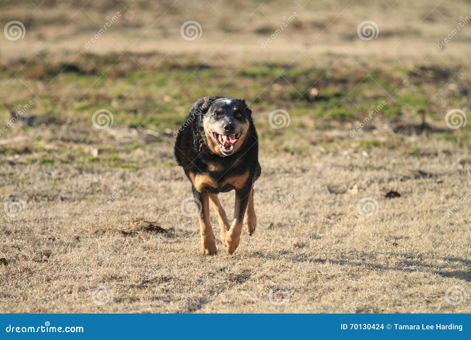 tan blue heeler