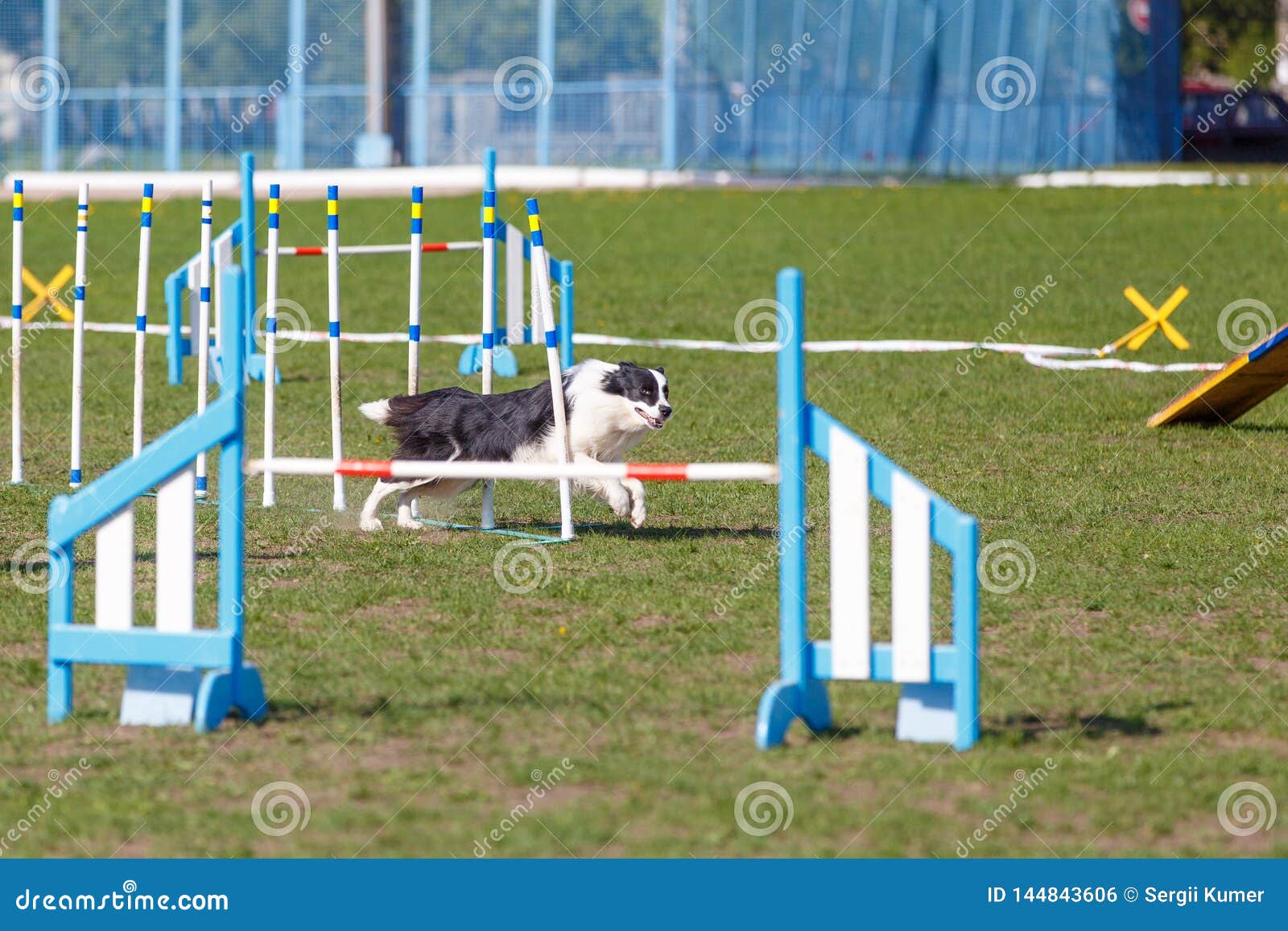 Dog Running Its Course on Dog Agility Sport Competition Stock Photo Image of midday