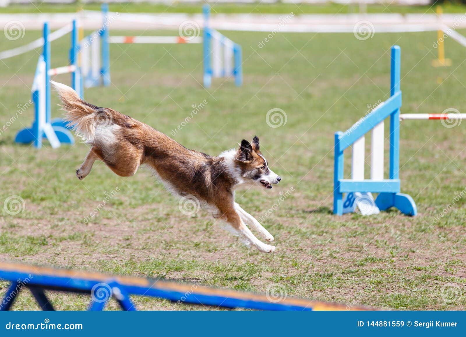 Dog Running Its Course on Dog Agility Sport Competition Editorial Stock