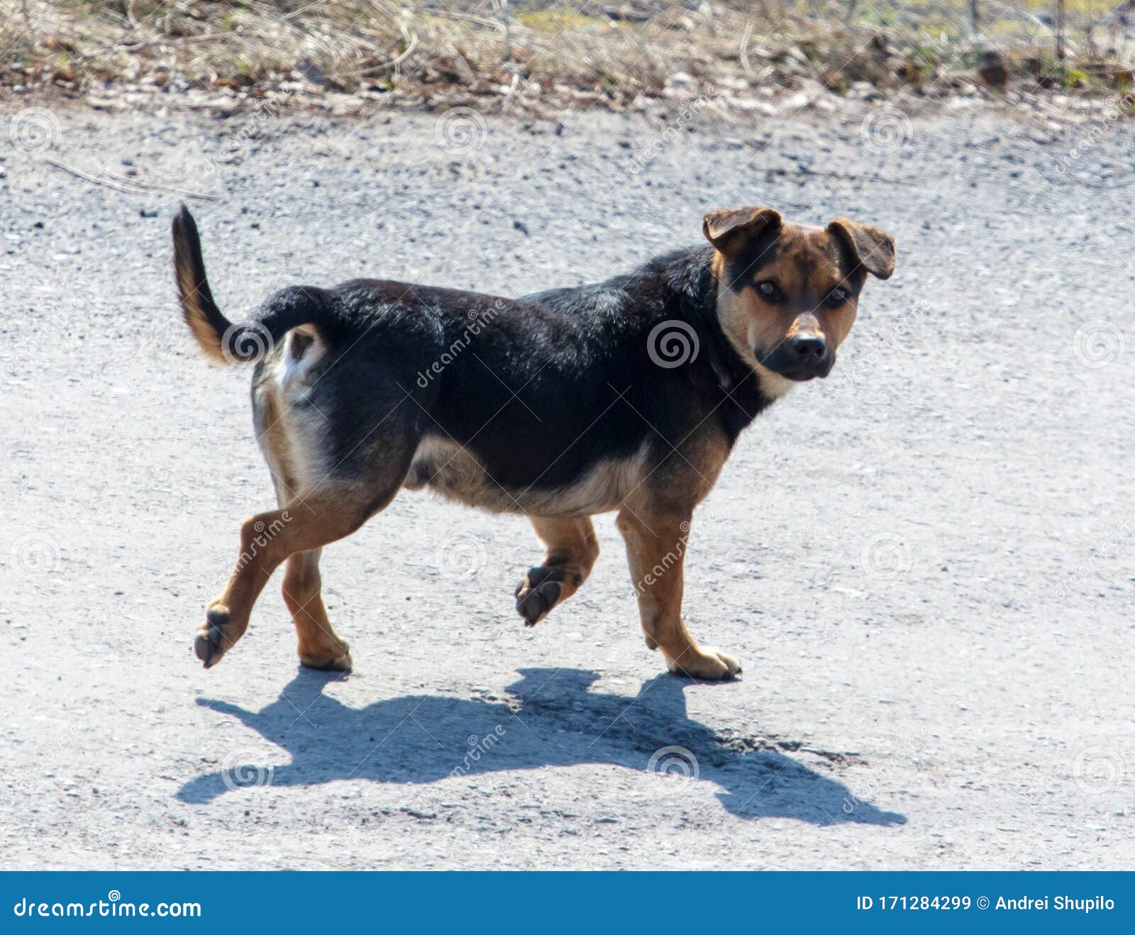 The Dog Runs Along the Asphalt Road Stock Image Image of animal