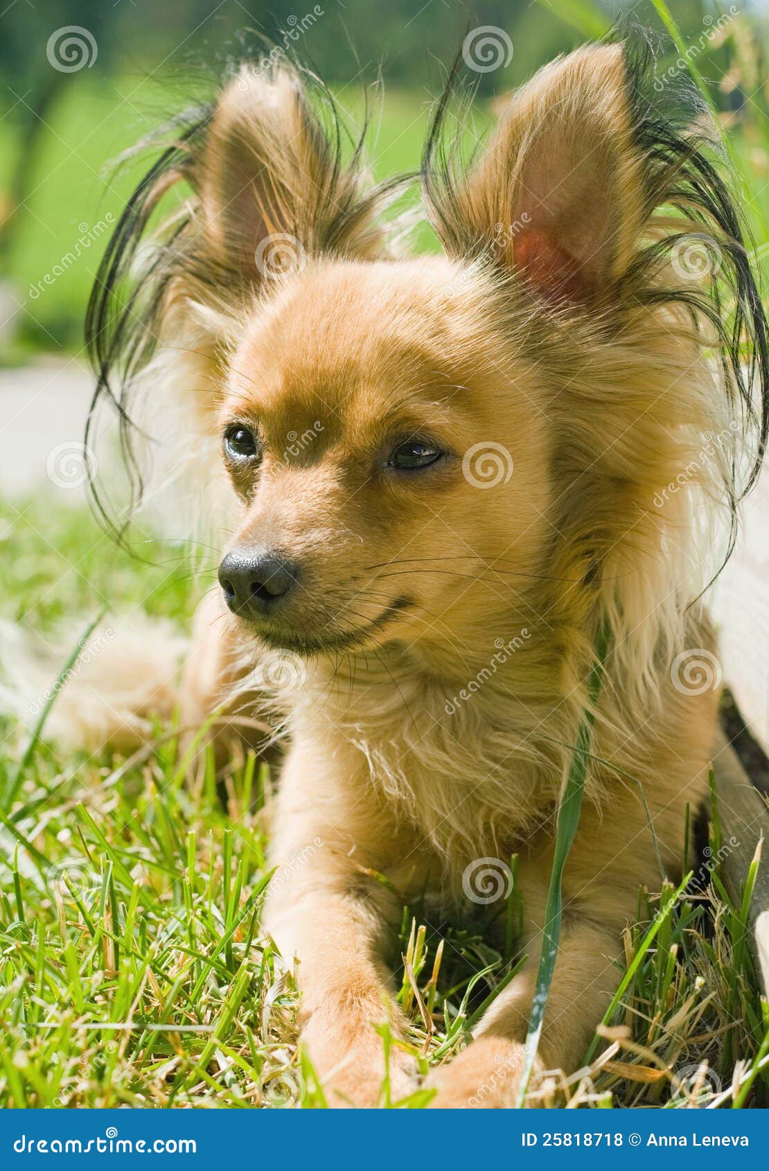 Dog,Russian Toy Terrier. stock photo. Image of lies, garden 25818718