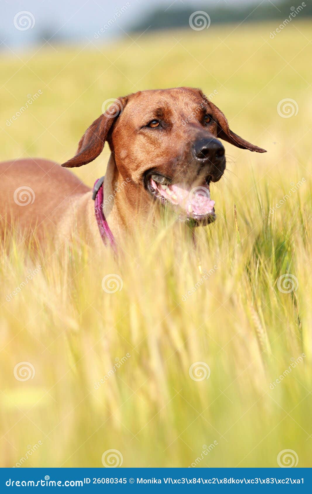 Dog in the rye field stock image. Image of expression 26080345