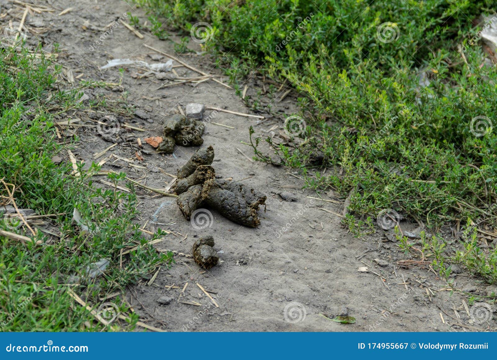 poop dog grass poo lawn excrement shit fresh