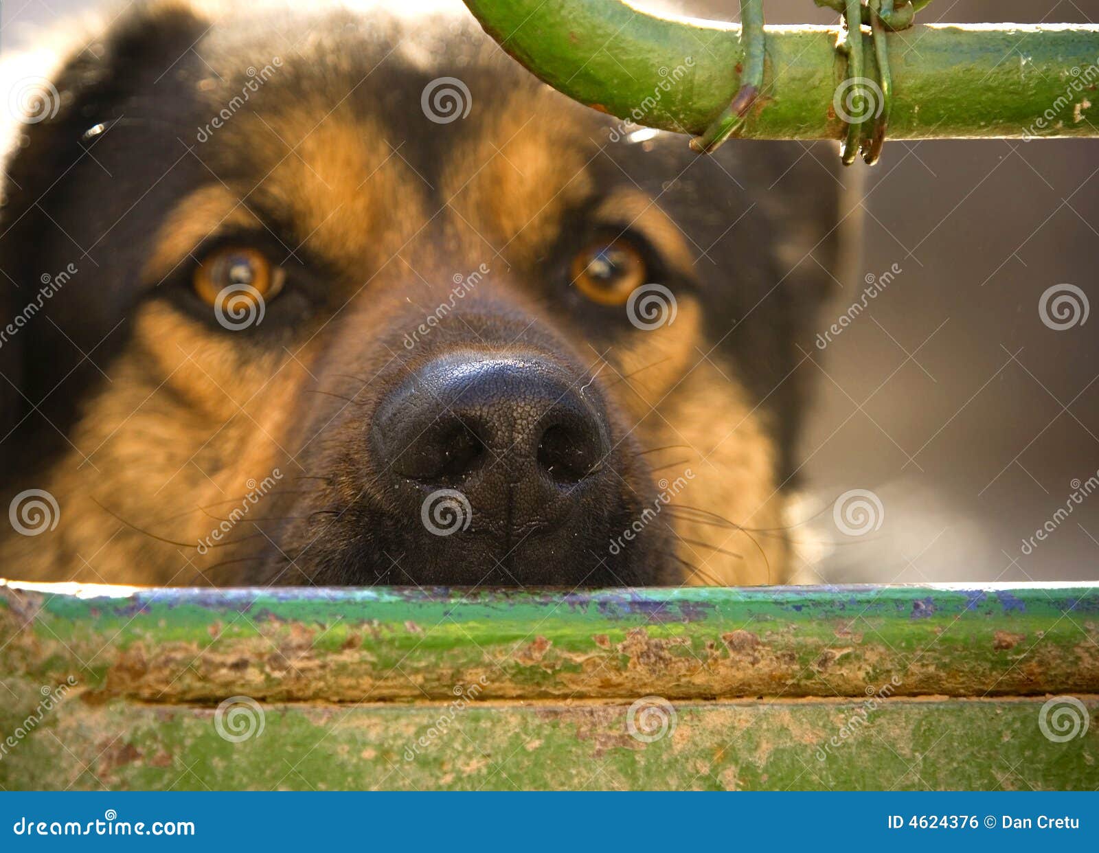 Dog s face, closeup stock photo. Image of blue, companion 4624376