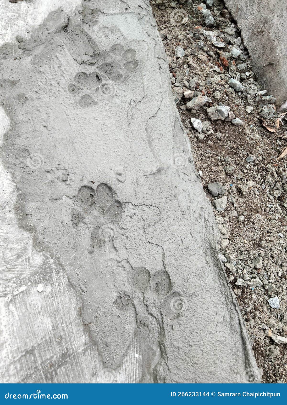 Dog`s Foot Print on Wet Cement Stock Photo Image of pattern, foot