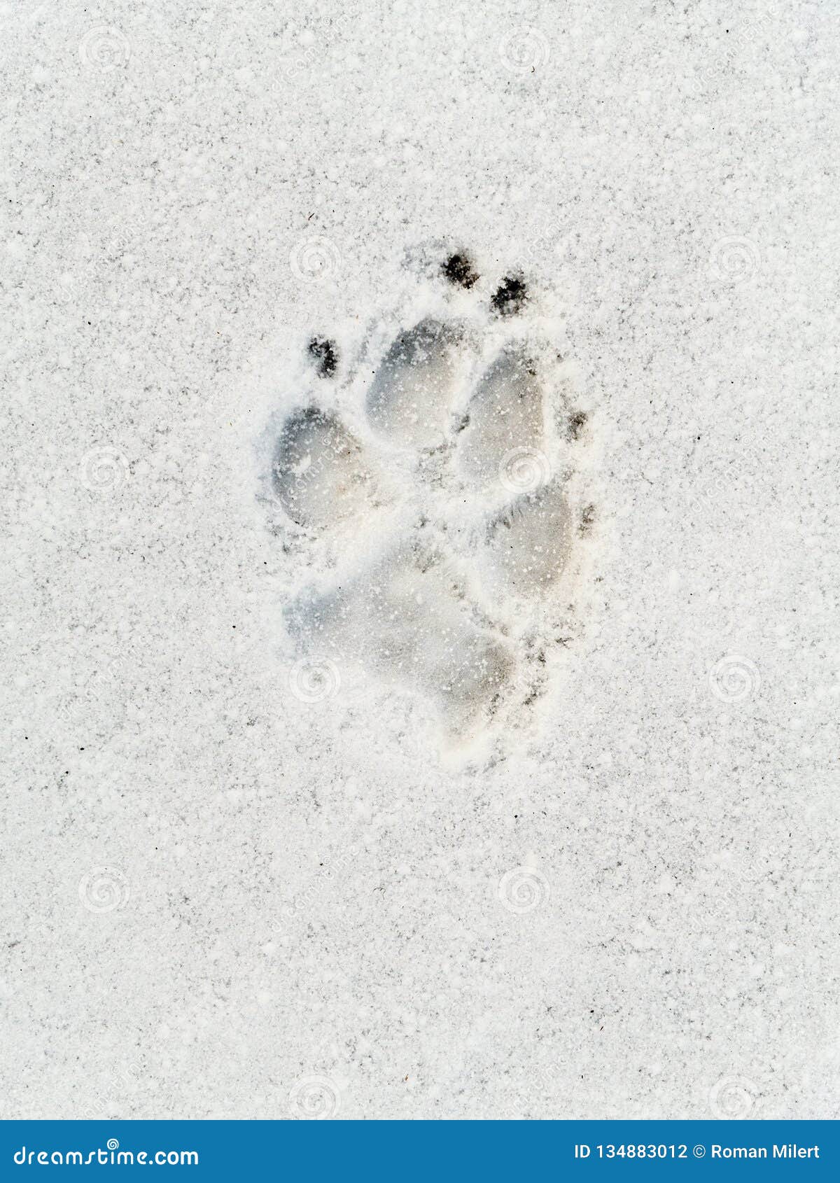 Dog`s Footprint on the Snow Stock Photo - Image of track, print: 134883012