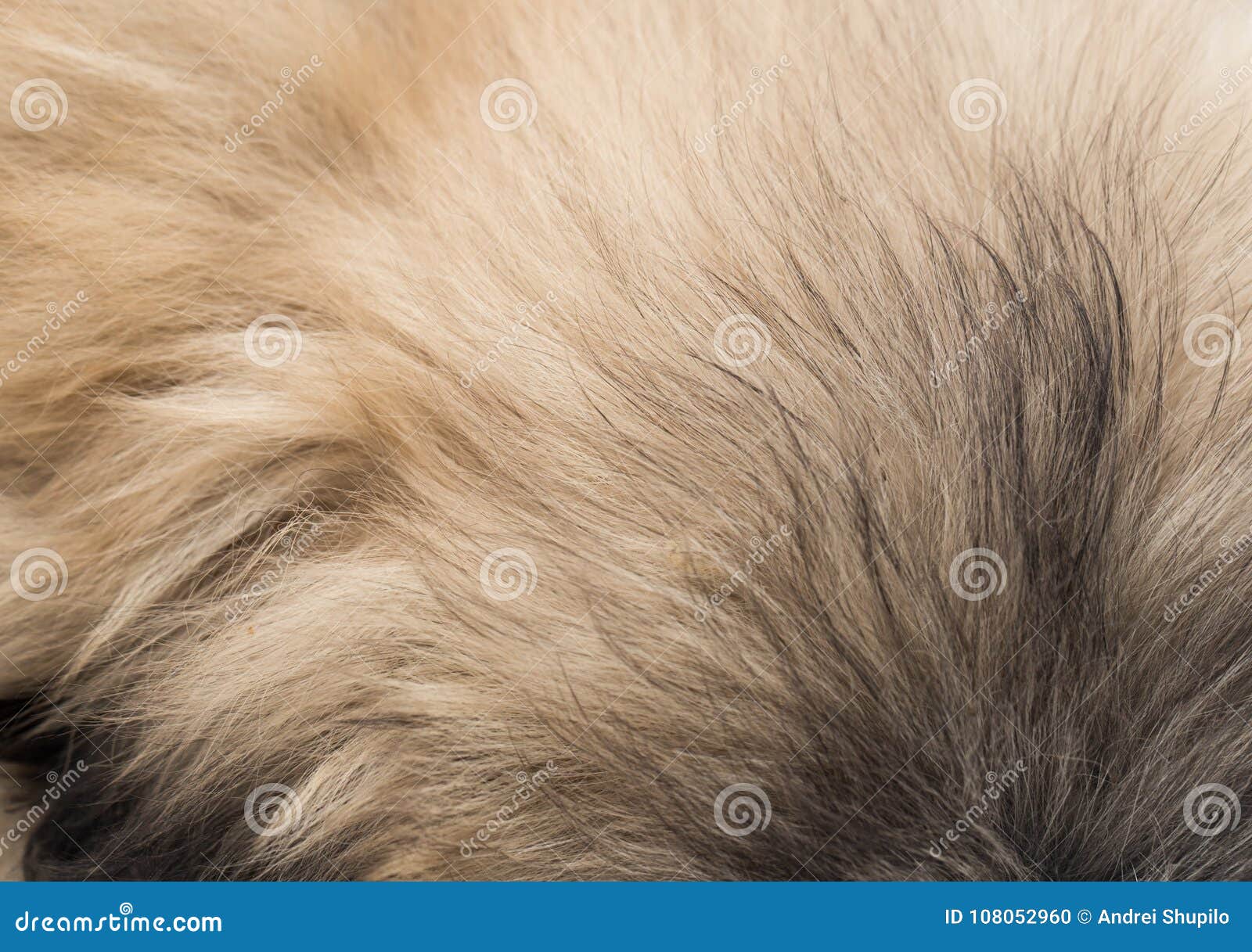 The Dog`s Fur As Background Stock Photo Image of hair, macro 108052960