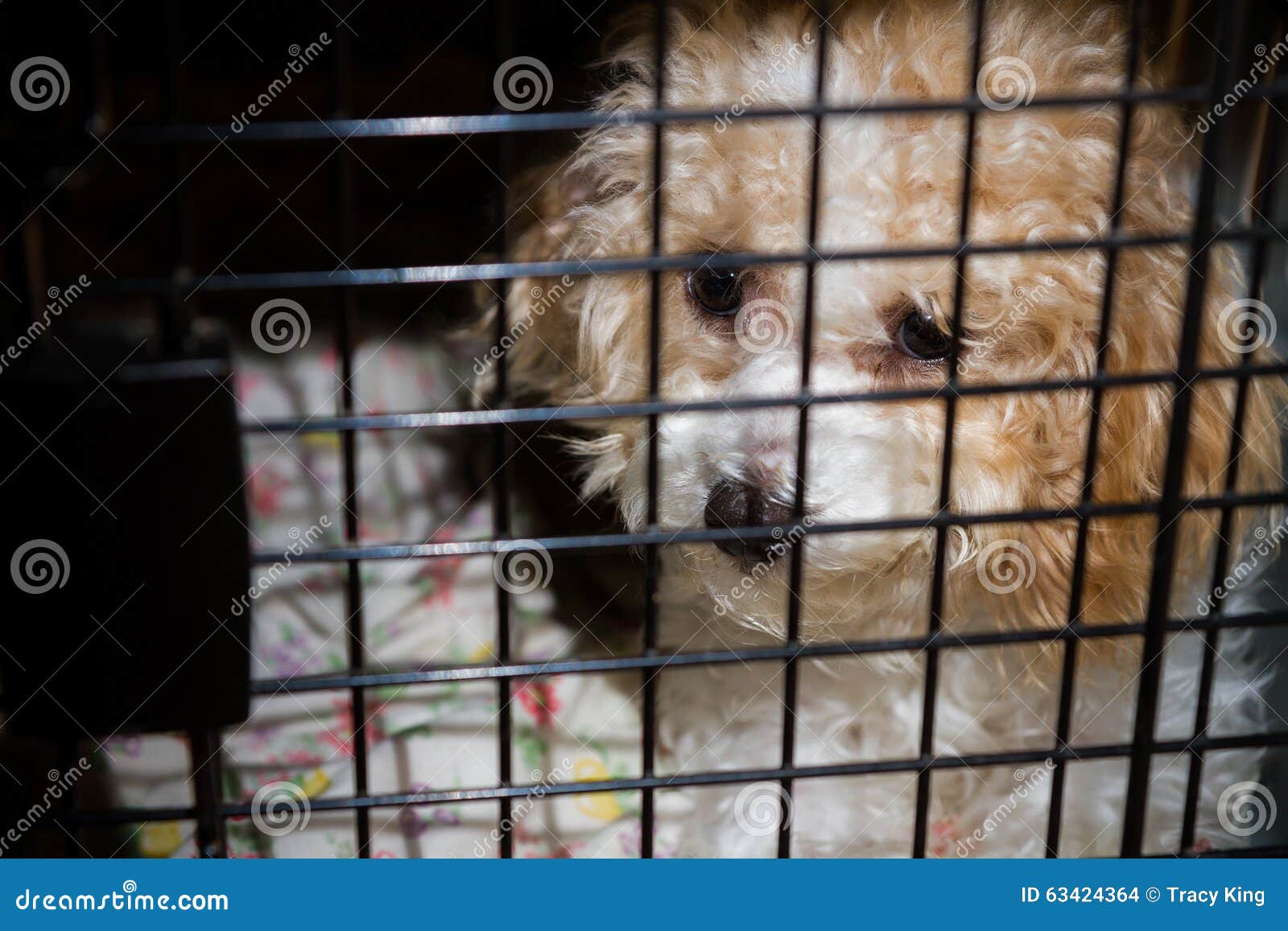 Dog in it s kennel stock photo. Image of grief, lonsesome 63424364