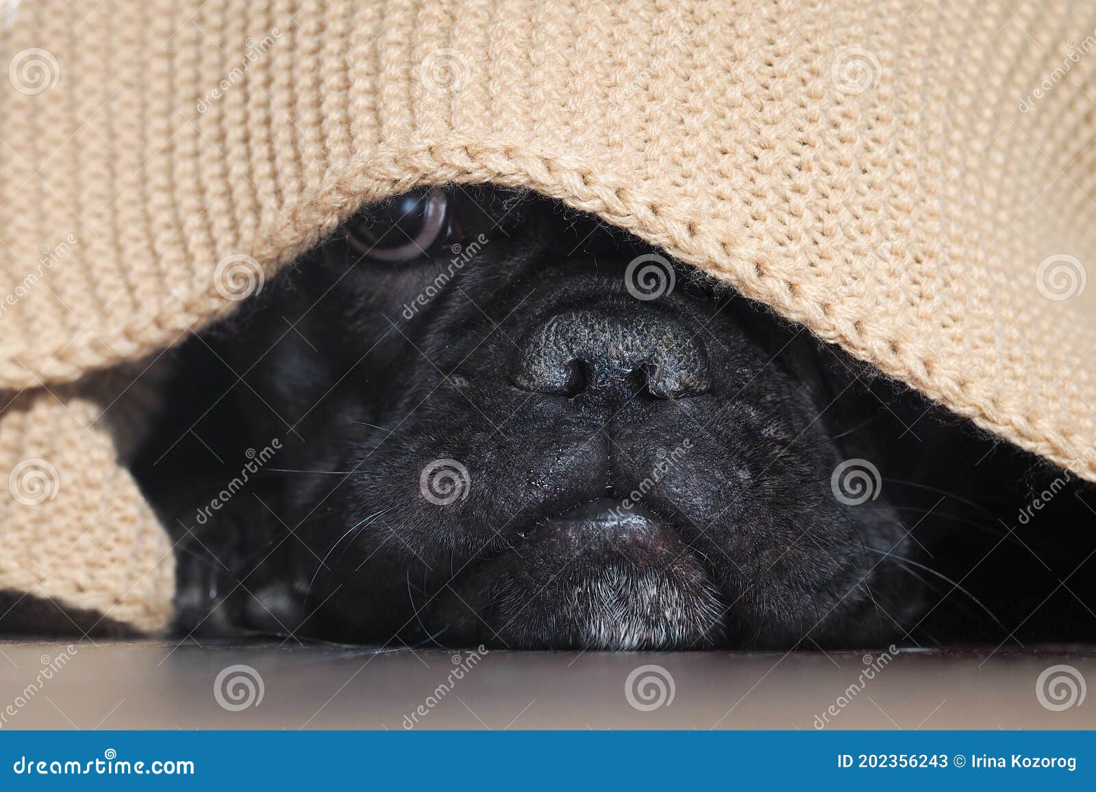 The Dog S Nose Peeping from Under the Blanket Stock Image Image of