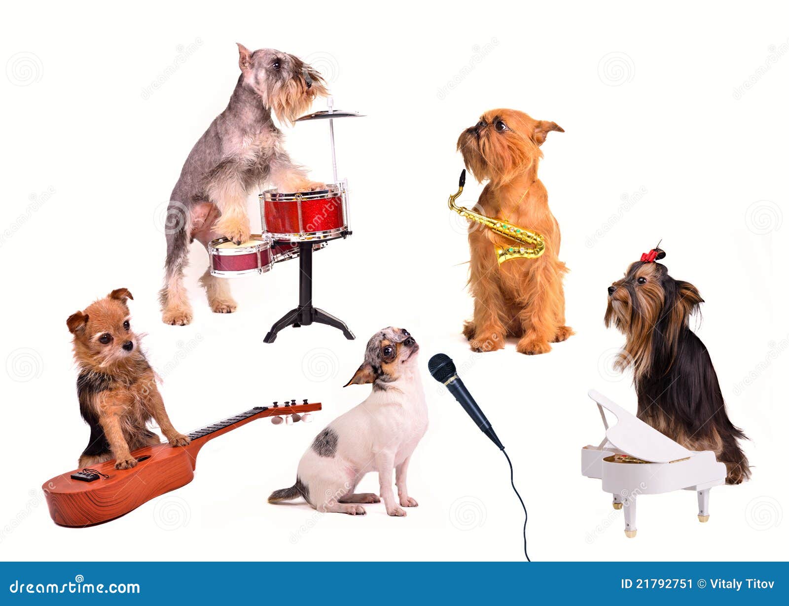 dog's orchestra/ band