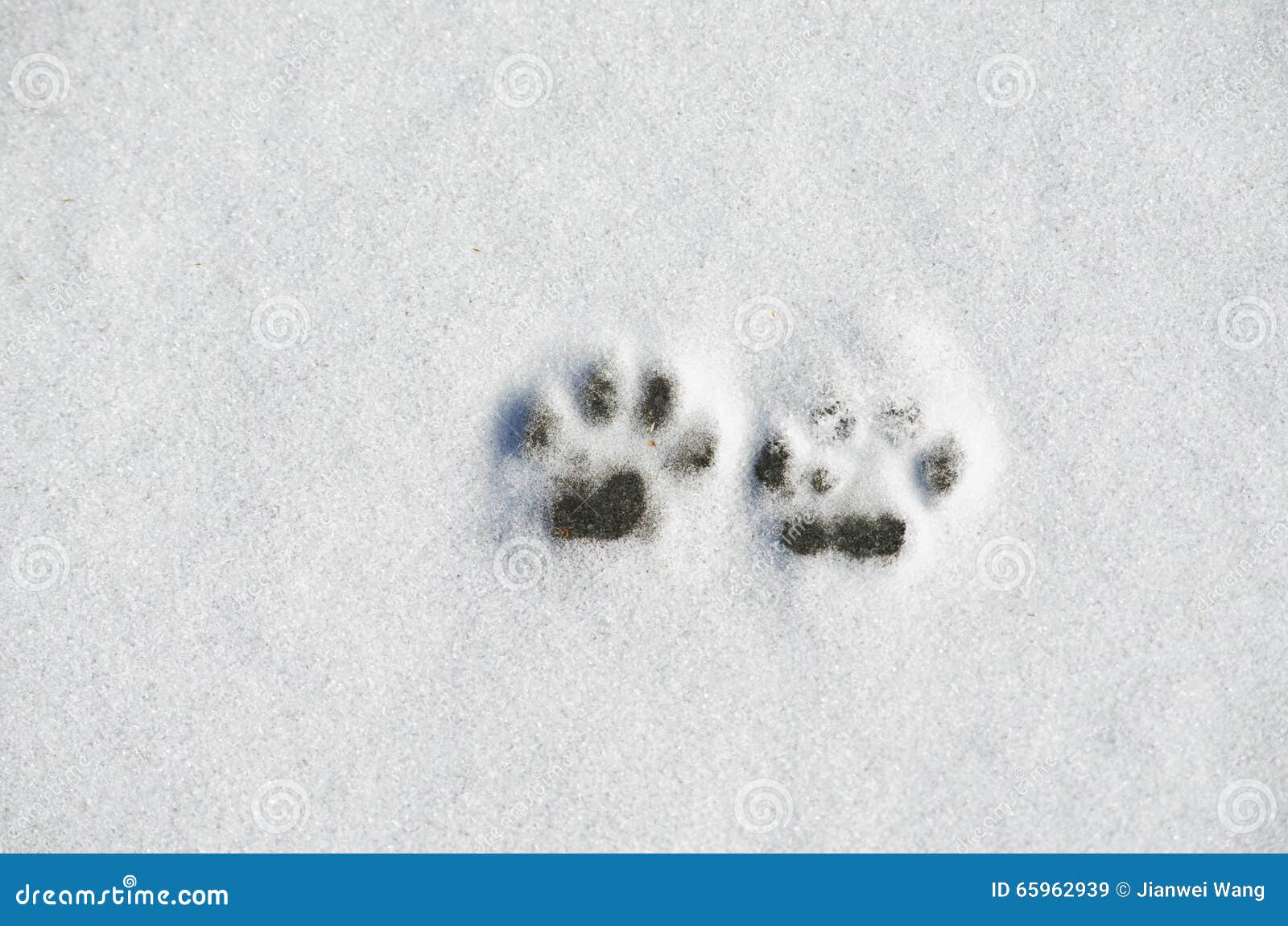 Dog s paw prints on snow stock image. Image of steps 65962939