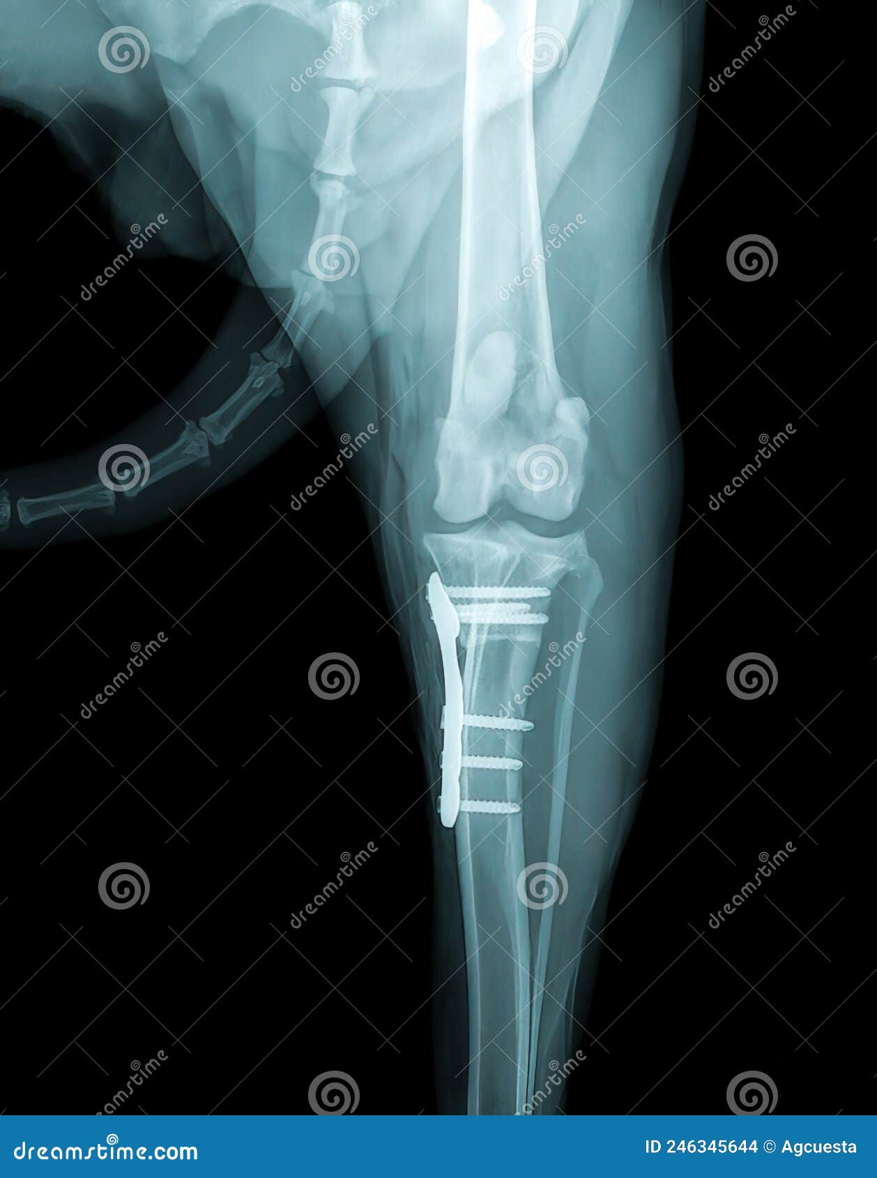 Dog`s paw Xray stock photo. Image of examination, joints 246345644