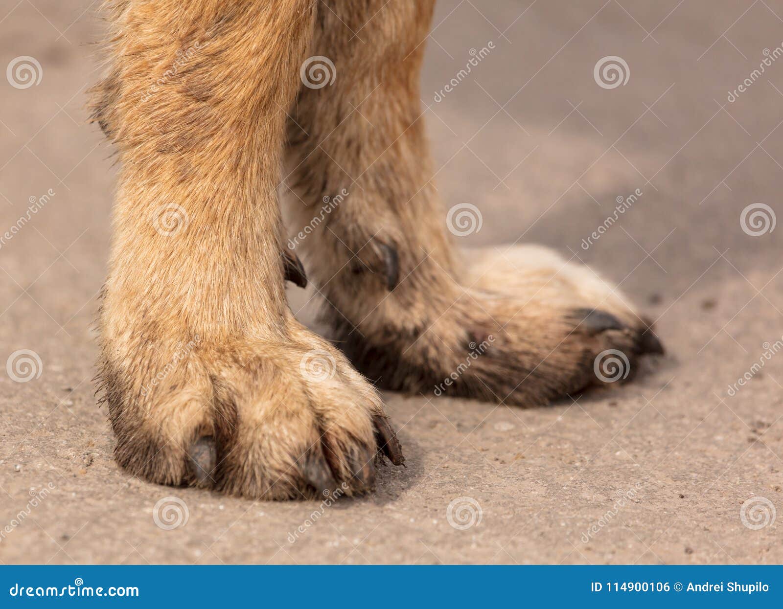 Paws of a dog on asphalt stock photo. Image of cute 114900106