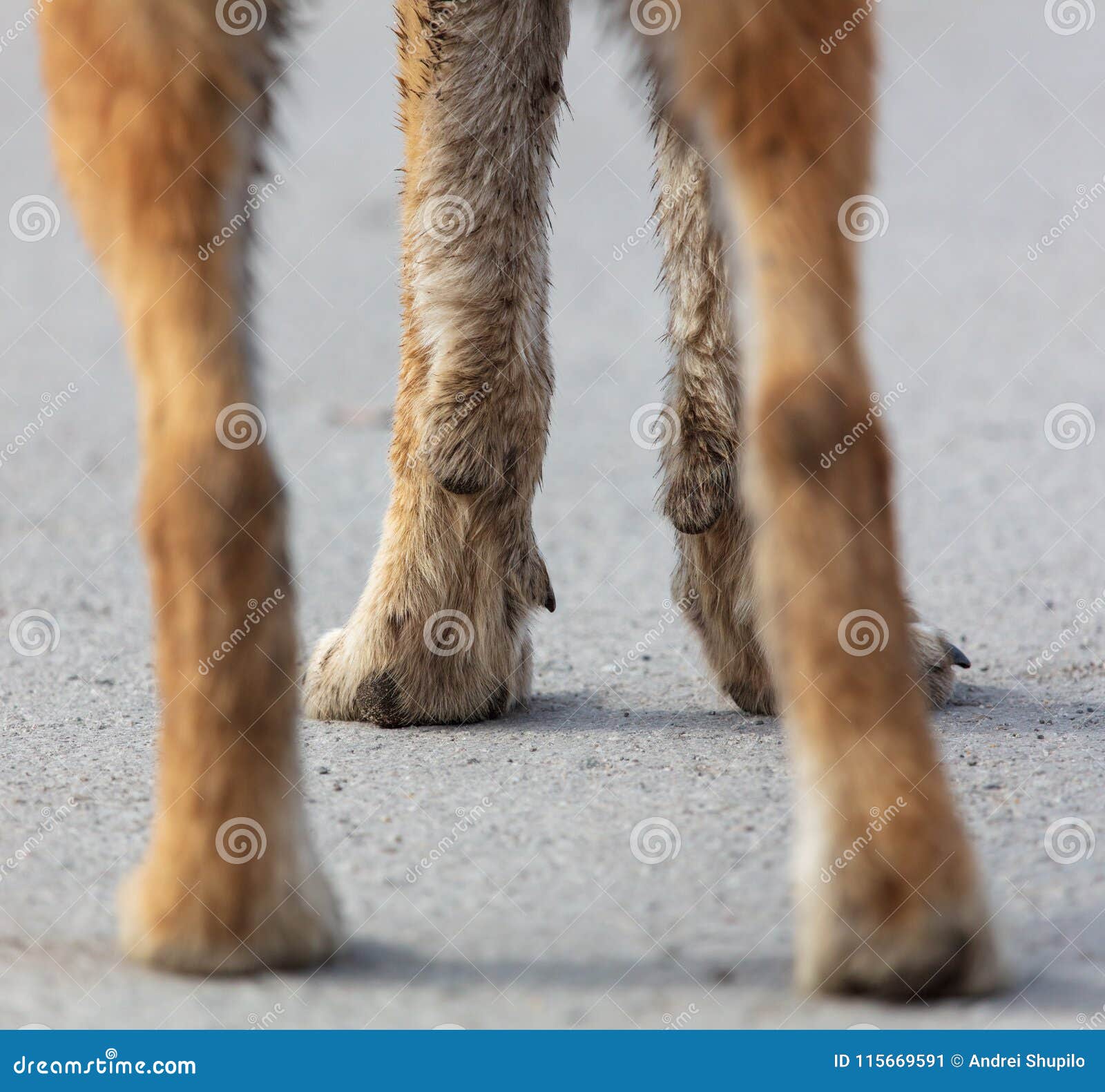 Paws of a dog on asphalt stock image. Image of animal 115669591