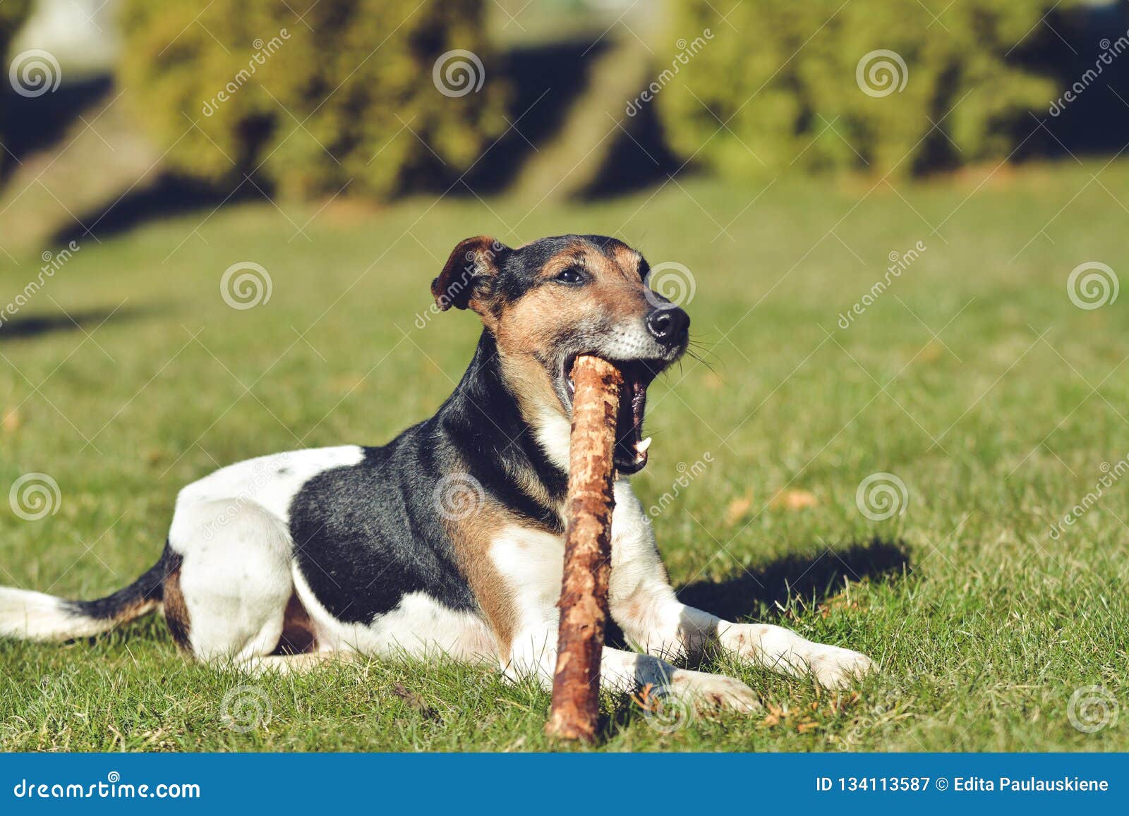 Dog S Playground Sunny And Warm Spring Day Stock Image Image Of