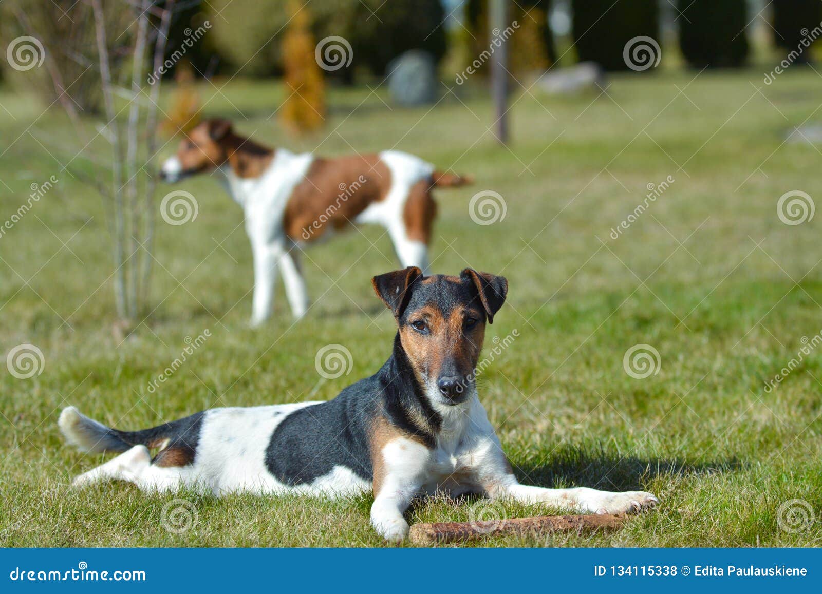 Dog S Playground Sunny And Warm Spring Day Stock Photo Image Of