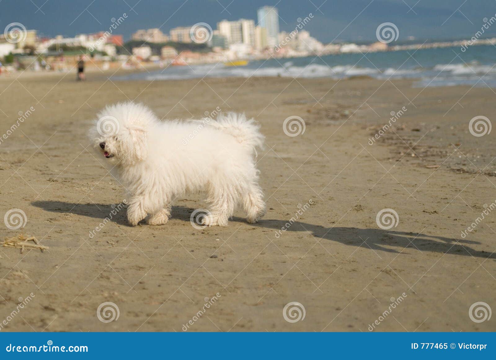 dog's playing