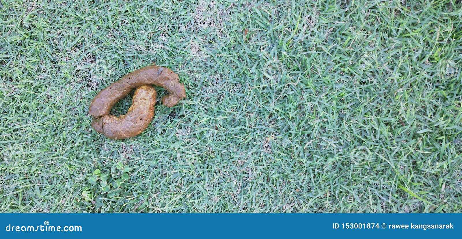 poo cacca erba prato feces