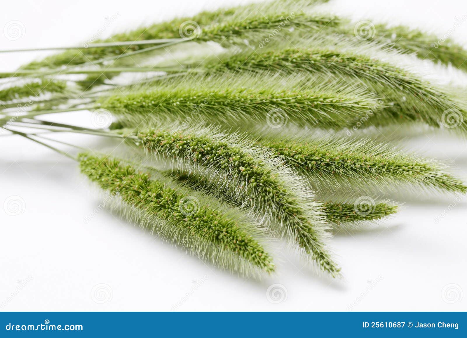 Dog s tail stock image. Image of grass, bristle, foxtail 25610687