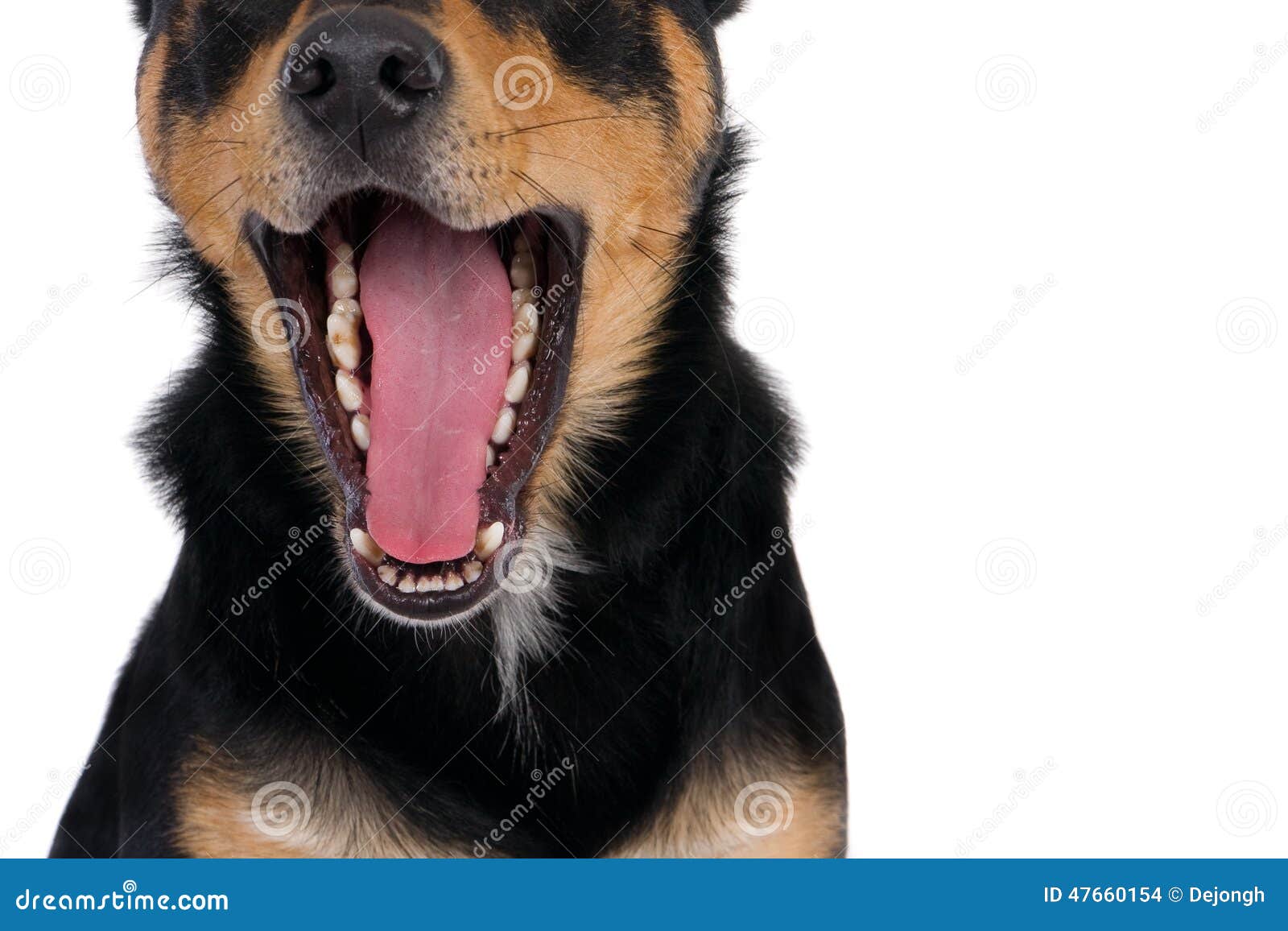 Dog s tongue stock photo. Image of play, long, bark, adorable 47660154