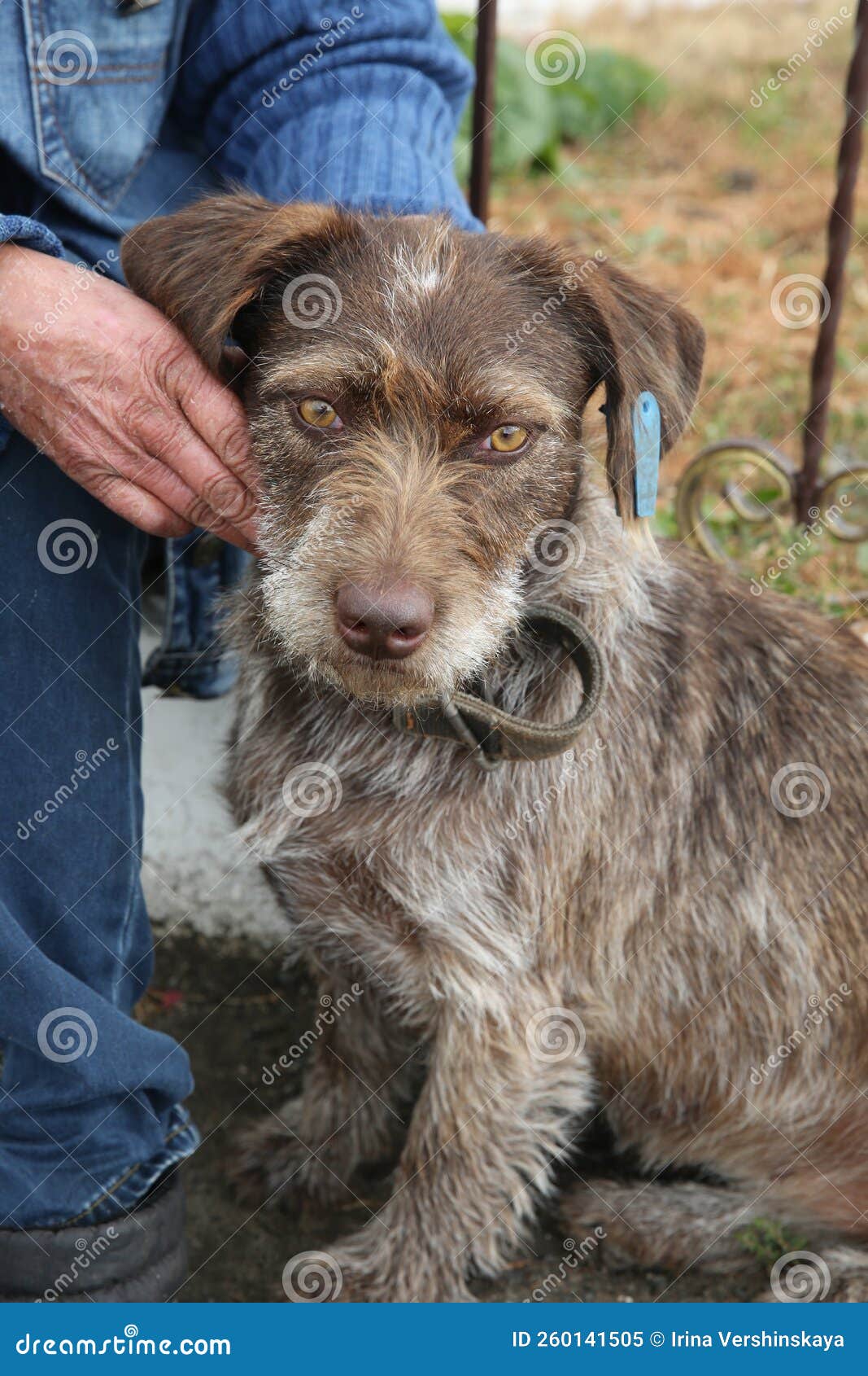 A Dog With Sad Human-like Eyes, Next To The Dog Is A Man Stock Image - Image Of Person, Alone