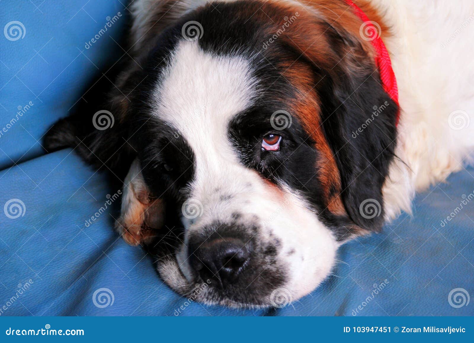 Saint Bernard Dog Enjoys Sleeping on the Bed Stock Image Image of