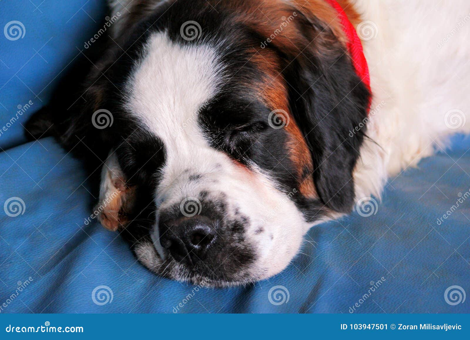 Saint Bernard Dog Enjoys Sleeping on the Bed Stock Image Image of