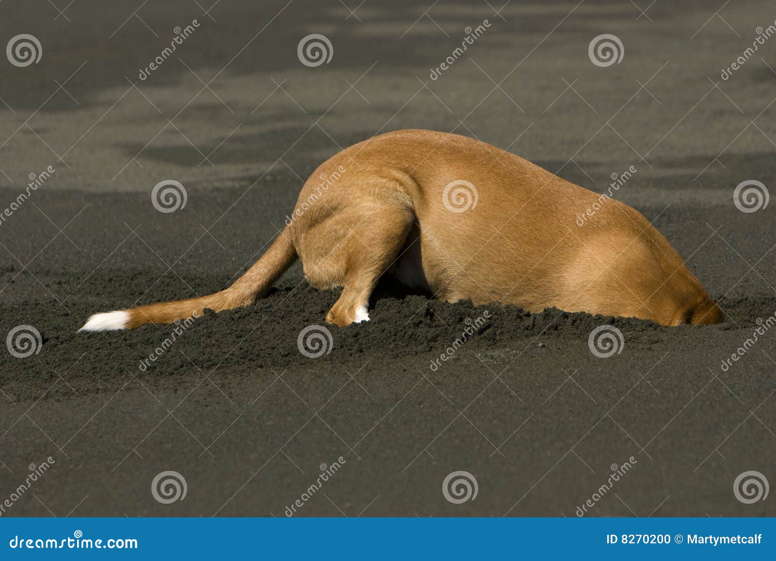 Dog in Sand stock photo. Image of sand, tail, animal, beach 8270200