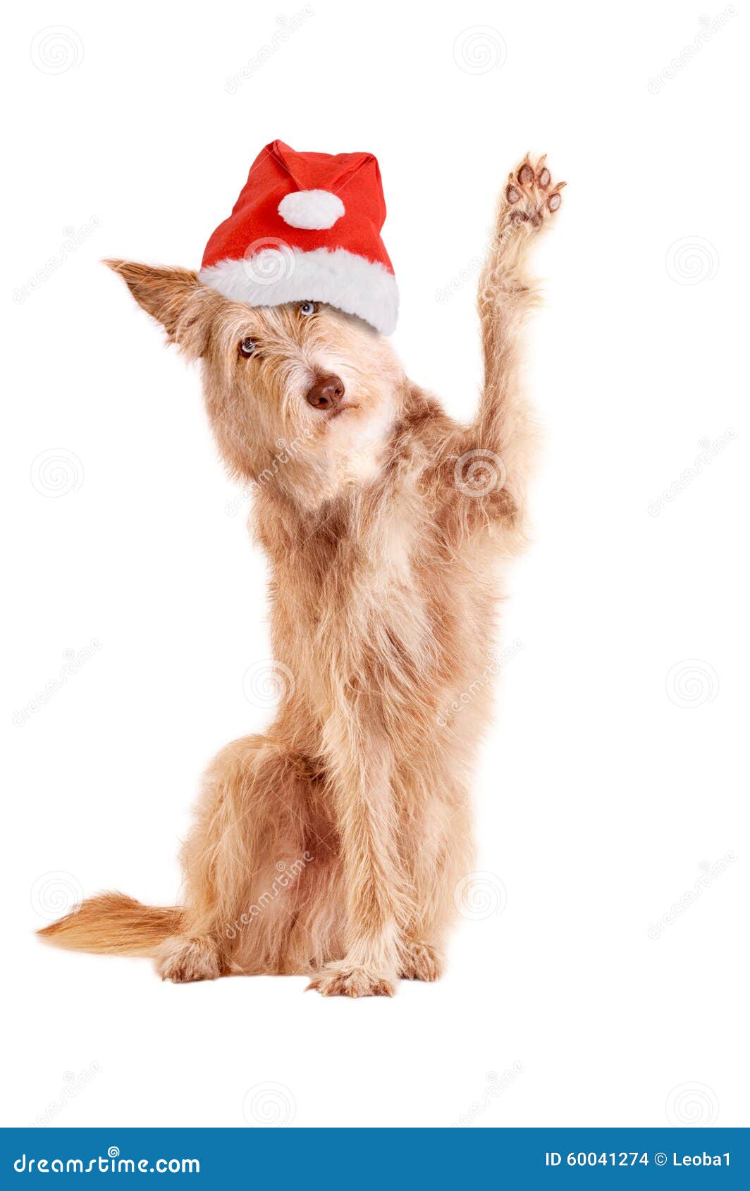 Dog with santa hat waving, isolated on white background