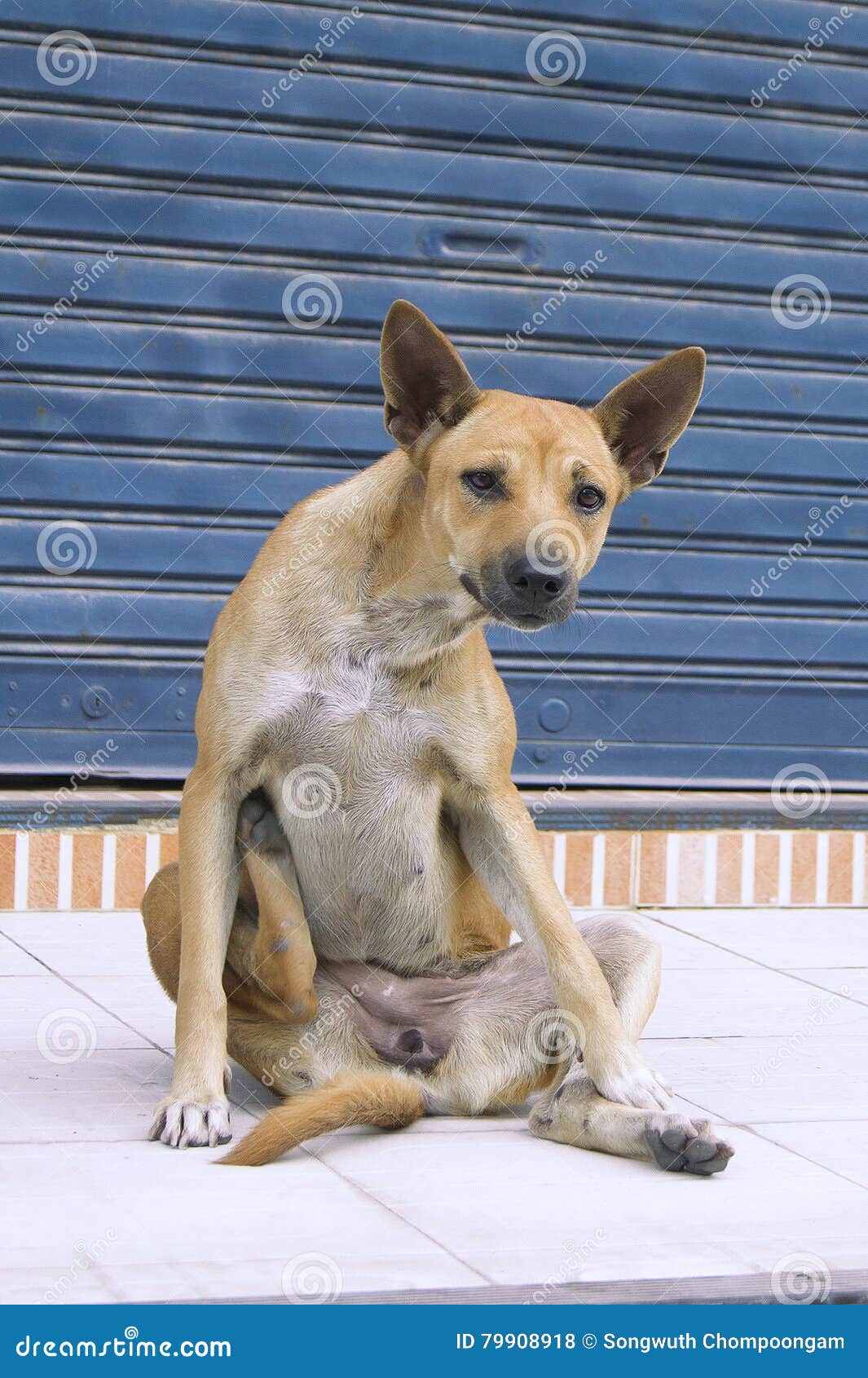 The Dog Sat Facing the Rear Legs, Stomach, Scratching Himself Stock