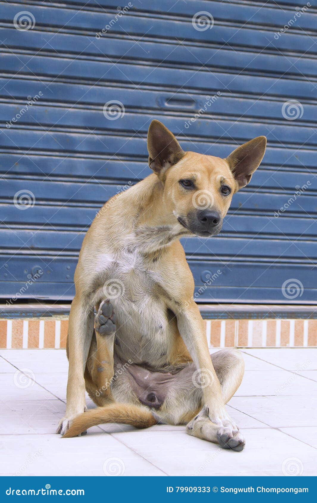 The Dog Sat Facing the Rear Legs, Stomach, Scratching Himself Stock