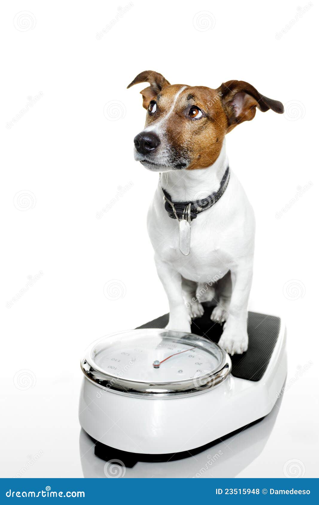 Dog Scale Royalty Free Stock Photos Image 23515948