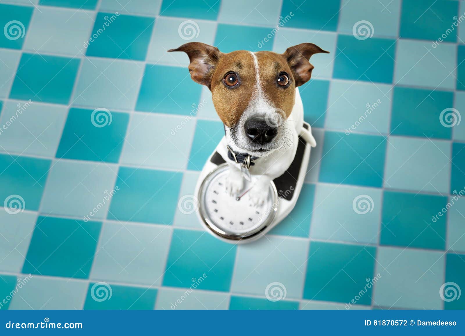 Bathroom Scales And Fat Dog Stock Photo - Download Image Now - Dog, Fat -  Nutrient, Overweight - iStock