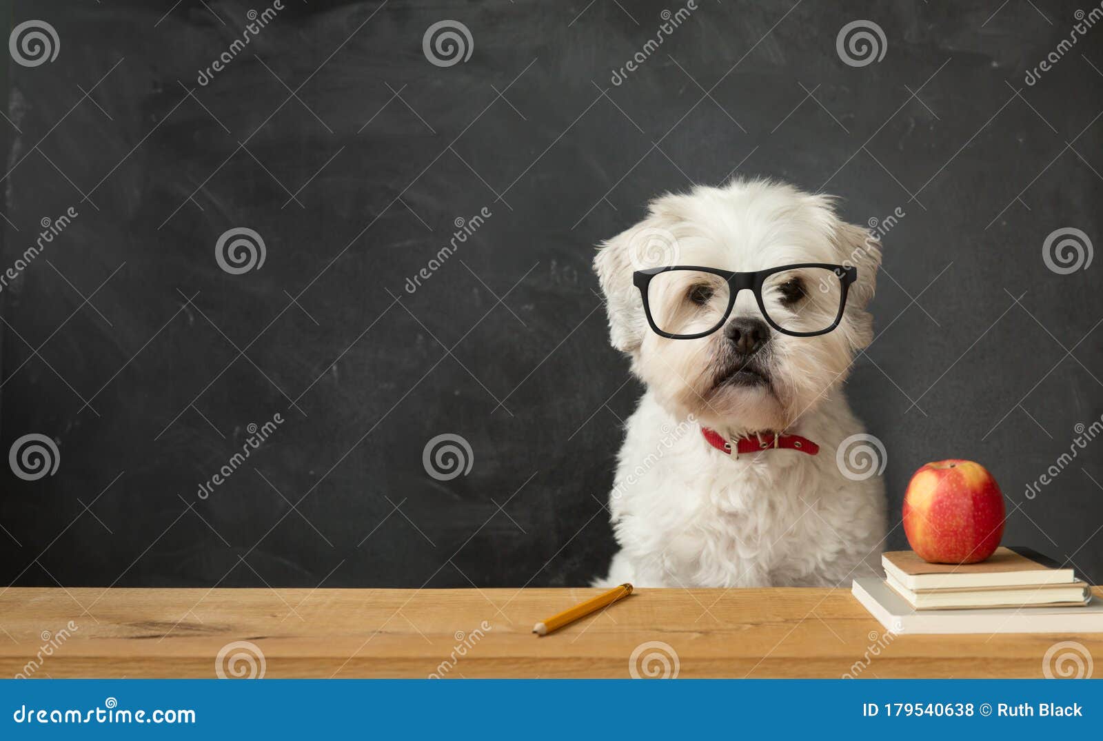 Dog at school stock photo. Image of animal, quirky, chalkboard 179540638