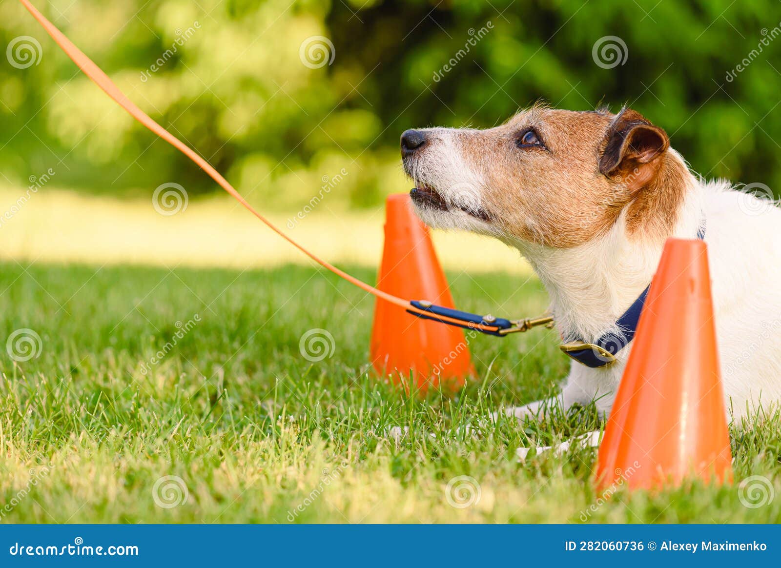 At Dog School Dog is Training Basic Commands and Focus Retention at Handler Stock Photo Image