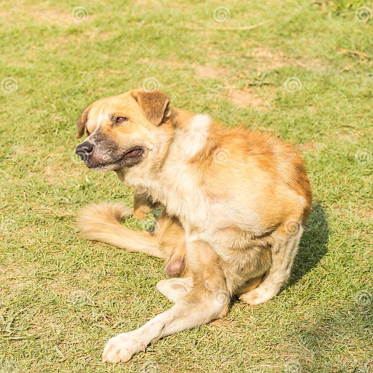 Dog scratching an itch. stock image. Image of outdoors 43298783