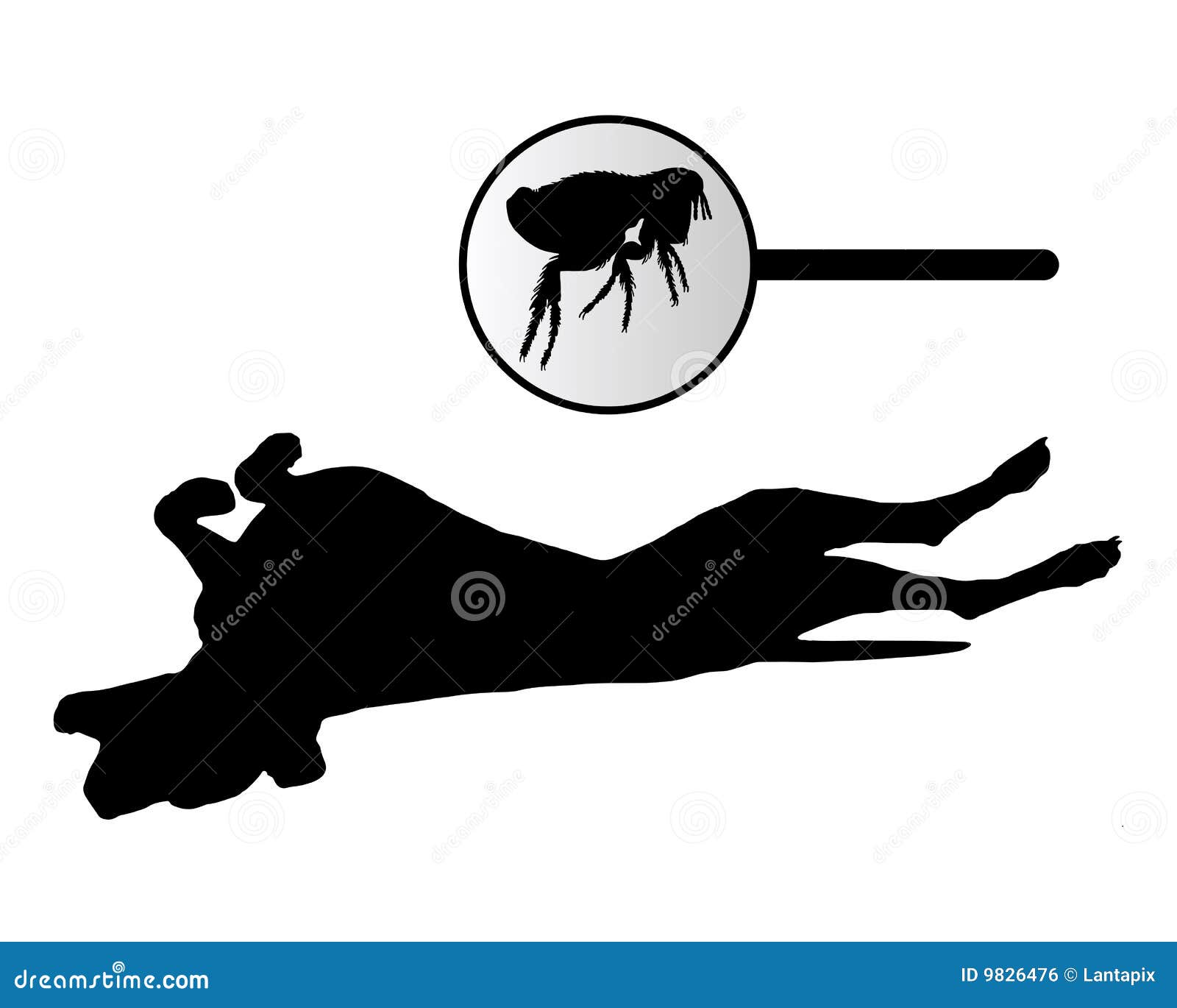 Download Dog Is Scratching Its Back Because Of Fleas Bite Stock ...