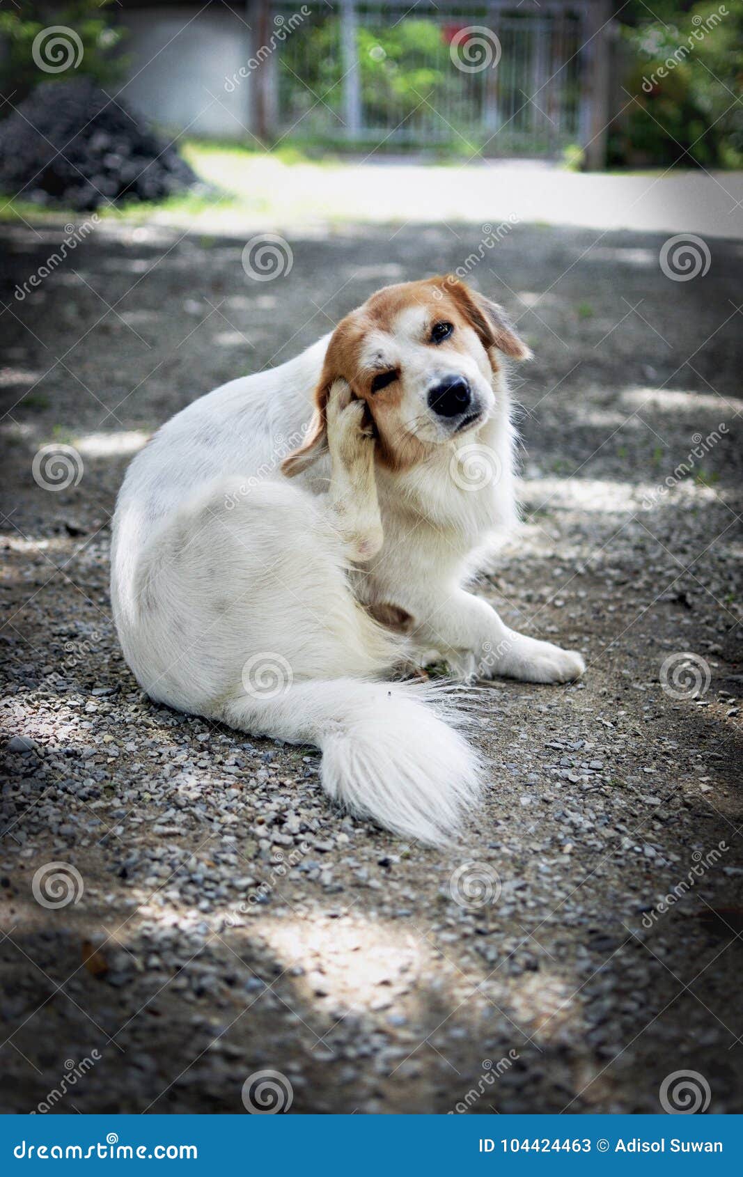Dog scratching stock image. Image of scratching, afternoon 104424463