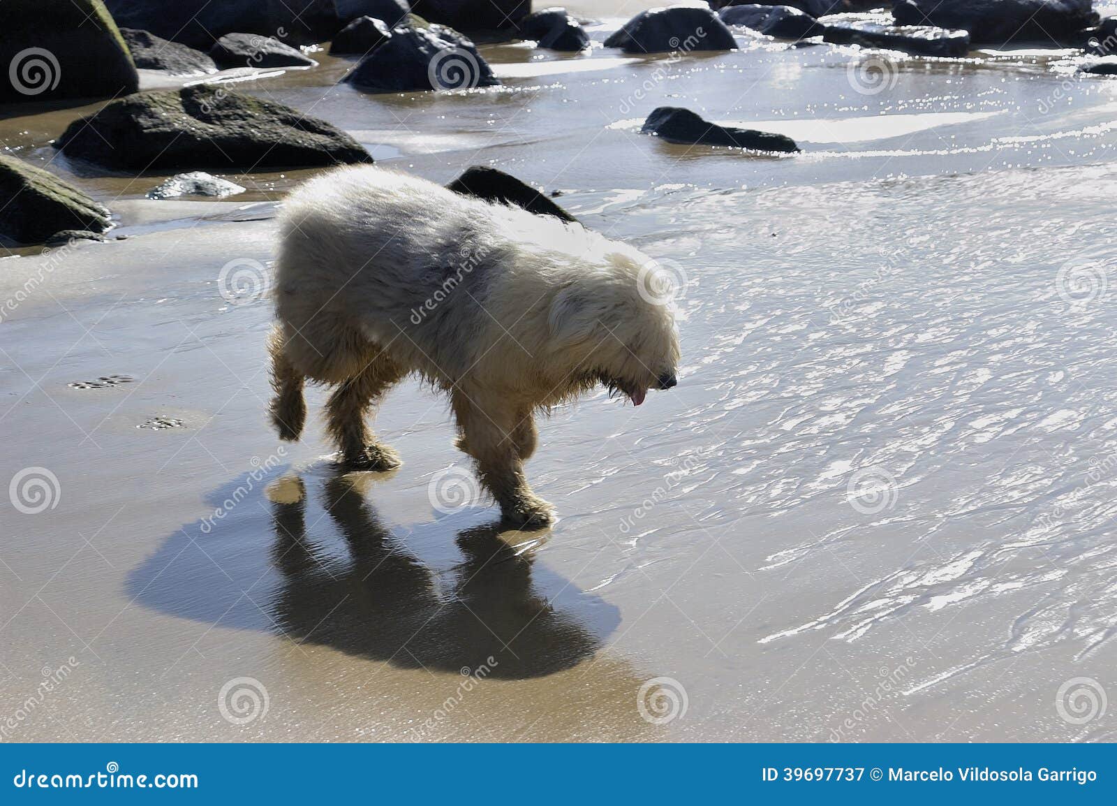 Old English Sheepdog Walking Towards The Camera In A Field Stock Photo,  Picture and Royalty Free Image. Image 195591118.