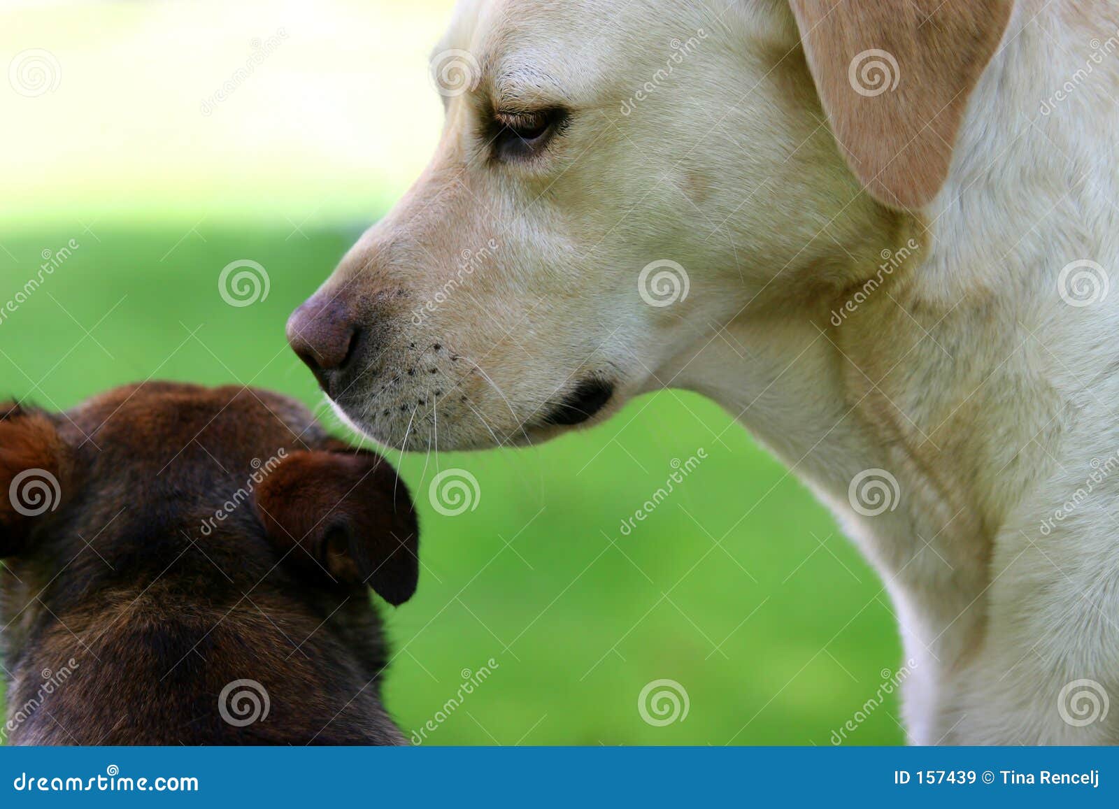 dog secrets