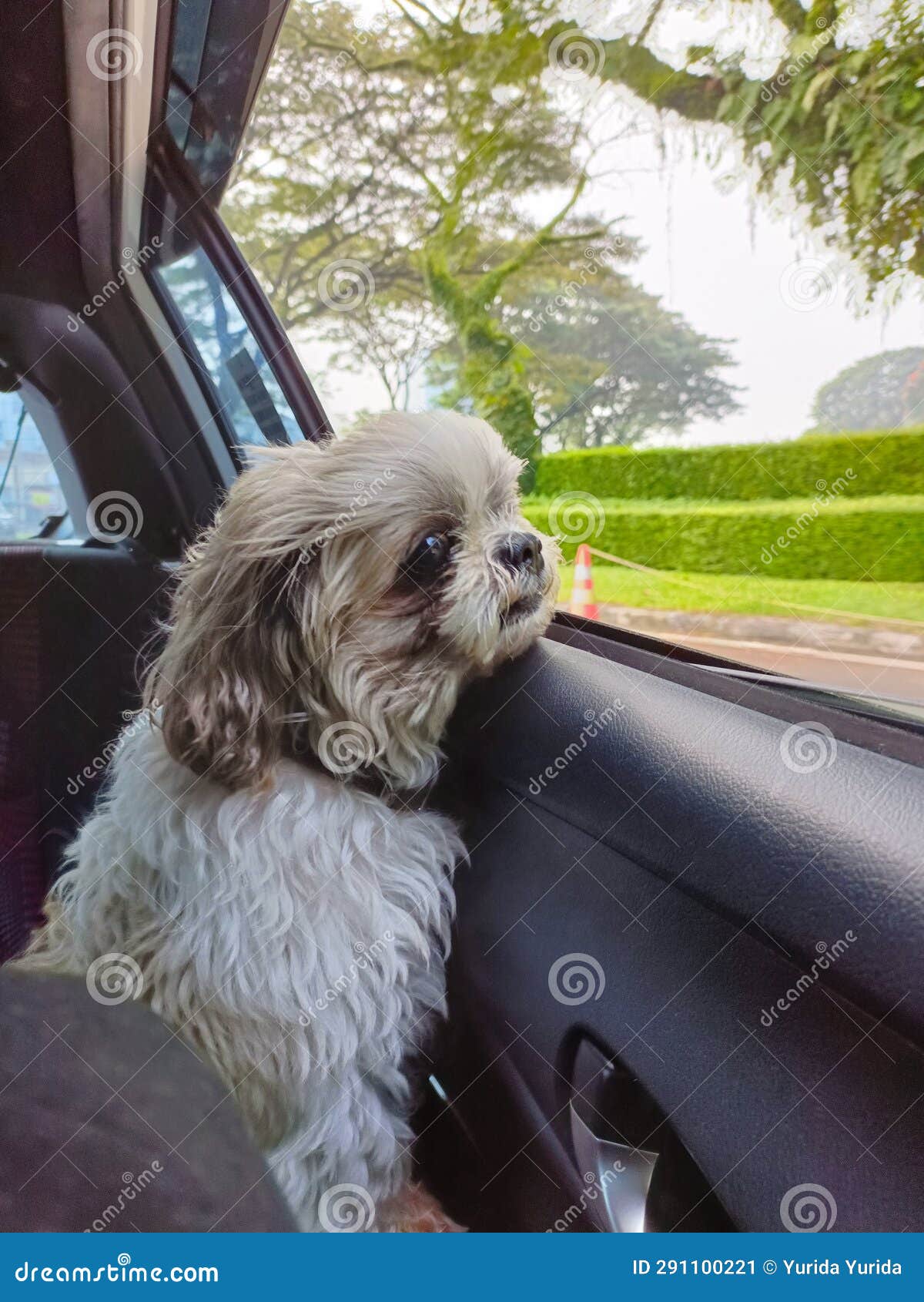 Dog See Outside the Car Window Stock Image Image of window, mammal